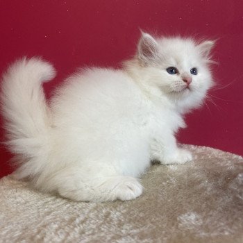 Asya Femelle Sibérien