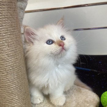 Aurika Femelle Sibérien