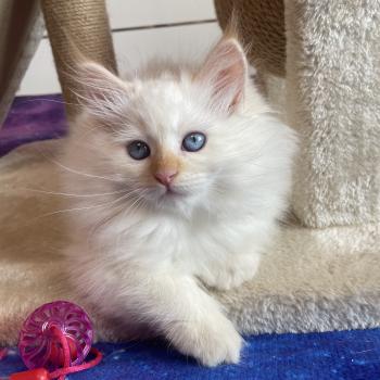 Aurika Femelle Sibérien