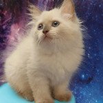 Una Femelle Sibérien Una Femelle Sibérien