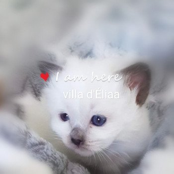 Chatterie de la villa d’Eliaa