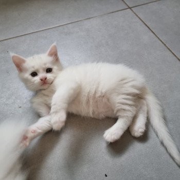 chaton Maine coon white Tékila Chatterie des Sperate Coons white 