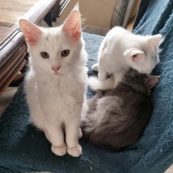 chaton Maine coon white Tékila Chatterie des Sperate Coons white 