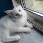 Tékila Mâle Maine coon Tékila Mâle Maine coon