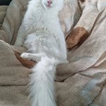 Topaz Mâle Maine coon Topaz Mâle Maine coon