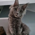 Twilight Femelle Maine coon Twilight Femelle Maine coon