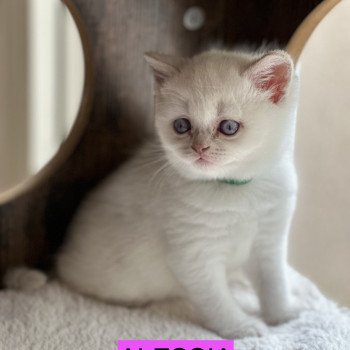 ALESSIA BOOTZ'S Femelle British Shorthair