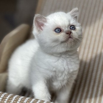 ARON BOOTZ'S Mâle British Shorthair