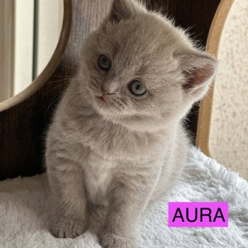 AURA BOOTZ'S Femelle British Shorthair