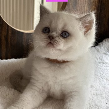 AYLA BOOTZ'S Femelle British Shorthair