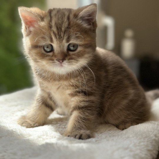 chaton Scottish Straight brown blotched tabby Aphrodite CHATTERIE DE BOOTZ'S brown blotched tabby