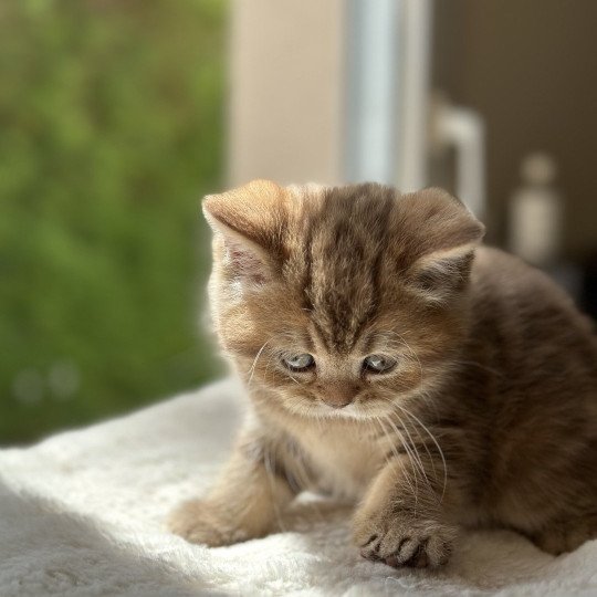 chaton Scottish Straight brown blotched tabby Aphrodite CHATTERIE DE BOOTZ'S brown blotched tabby