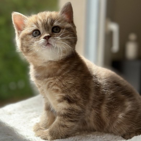 chaton Scottish Straight brown blotched tabby Aphrodite CHATTERIE DE BOOTZ'S brown blotched tabby
