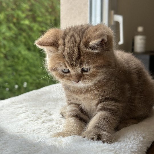 chaton Scottish Straight brown blotched tabby Aphrodite CHATTERIE DE BOOTZ'S brown blotched tabby