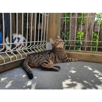 Chatterie de L'Orfèvre Jaspe