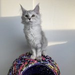 Unaï Shiny Snow Coons Mâle Maine coon Unaï Shiny Snow Coons Mâle Maine coon
