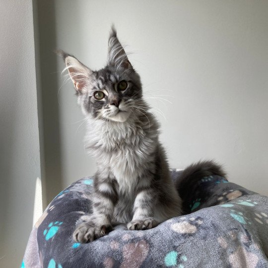 chat Maine coon A Little Candy PP Magic Place Shiny Snow Coons  