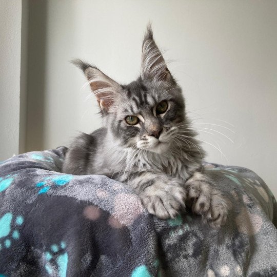 chat Maine coon A Little Candy PP Magic Place Shiny Snow Coons  