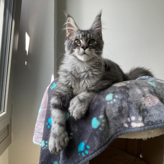 chat Maine coon A Little Candy PP Magic Place Shiny Snow Coons  