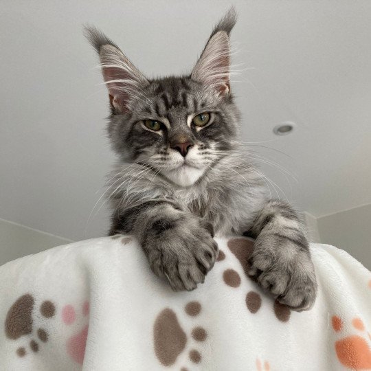 chat Maine coon A Little Candy PP Magic Place Shiny Snow Coons  