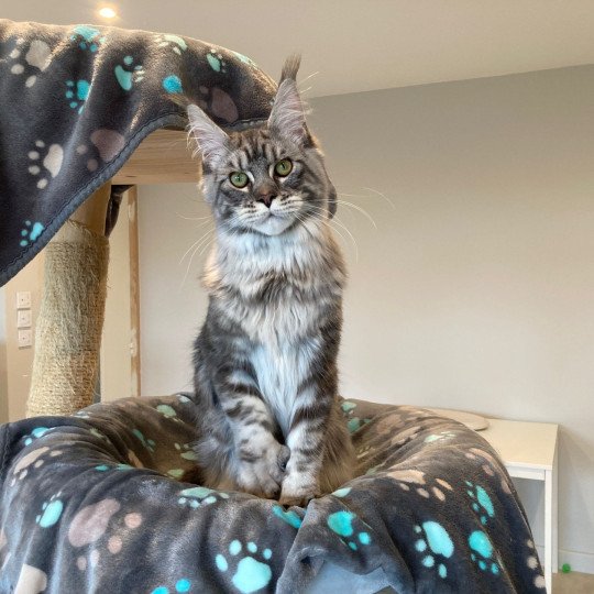 chat Maine coon A Little Candy PP Magic Place Shiny Snow Coons  