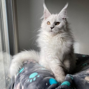 Zelda Shiny Snow Coons Femelle Maine coon