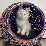 Ubaldo (collier rouge) Shiny Snow Coons Mâle Maine coon Ubaldo (collier rouge) Shiny Snow Coons Mâle Maine coon