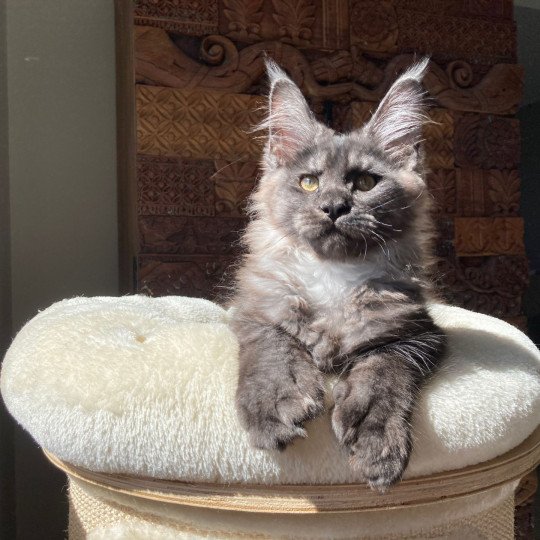 chat Maine coon polydactyle black smoke Willow Whisper Arpège Shiny Snow Coons black smoke 