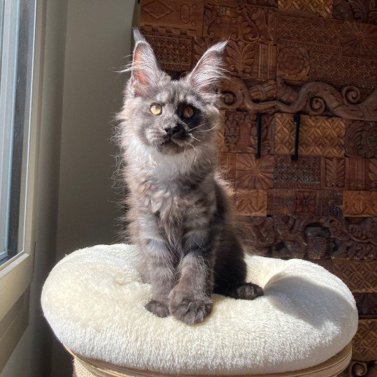 chat Maine coon polydactyle black smoke Willow Whisper Arpège Shiny Snow Coons black smoke 