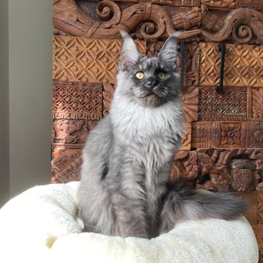 chat Maine coon polydactyle black smoke Willow Whisper Arpège PP Shiny Snow Coons black smoke 