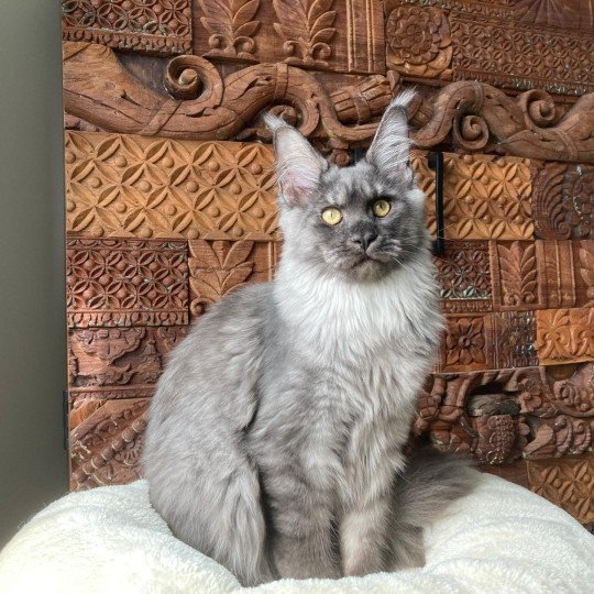 chat Maine coon polydactyle black smoke Willow Whisper Arpège PP Shiny Snow Coons black smoke 