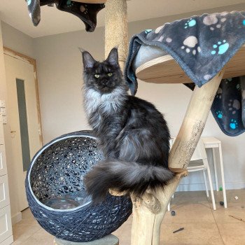 Willow Whisper Arpège PP Femelle Maine coon polydactyle