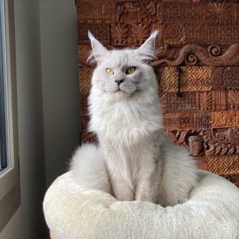 Uiston Marelax Pride Mâle Maine coon