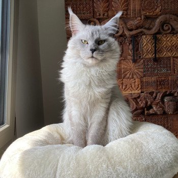 Uiston Marelax Pride Mâle Maine coon