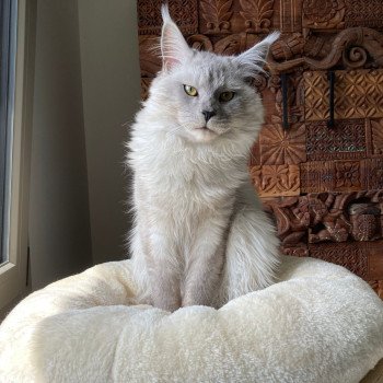 Uiston Marelax Pride Mâle Maine coon
