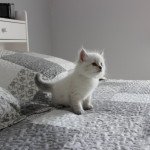 Teddy Chatterie de SNEGUROTCHA Mâle Sibérien Teddy Chatterie de SNEGUROTCHA Mâle Sibérien