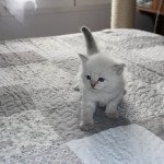 Tweety Chatterie de SNEGUROTCHA Femelle Sibérien Tweety Chatterie de SNEGUROTCHA Femelle Sibérien