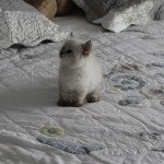 Topaze Chatterie de SNEGUROTCHA Femelle Sibérien Topaze Chatterie de SNEGUROTCHA Femelle Sibérien