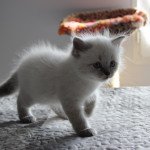 T'choupi Chatterie de SNEGUROTCHA Mâle Sibérien T'choupi Chatterie de SNEGUROTCHA Mâle Sibérien
