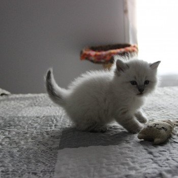 Triskel Chatterie de SNEGUROTCHA Mâle Sibérien