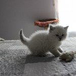 Triskel Chatterie de SNEGUROTCHA Mâle Sibérien Triskel Chatterie de SNEGUROTCHA Mâle Sibérien