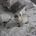 Timba Chatterie de SNEGUROTCHA Mâle Sibérien Timba Chatterie de SNEGUROTCHA Mâle Sibérien