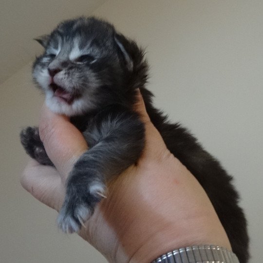 Papsody Tigre Argente Chat Maine Coon A Vendre Chat Et Chaton Com Papsody Tigre Argente Chat Maine Coon A Vendre Chat Et Chaton Com
