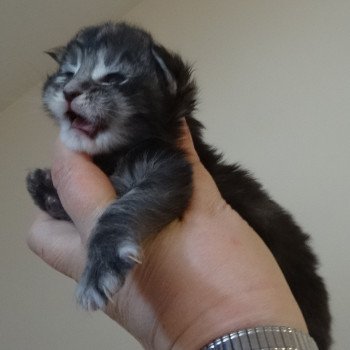 Papsody Femelle Maine coon