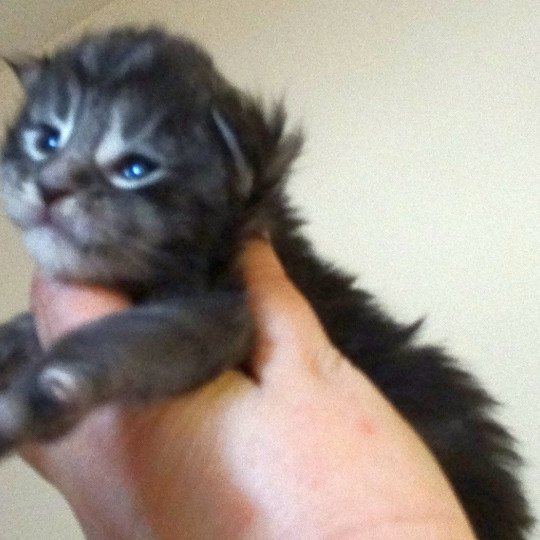 Ramses Tigre Argente Chat Maine Coon A Vendre Chat Et Chaton Com Ramses Tigre Argente Chat Maine Coon A Vendre Chat Et Chaton Com