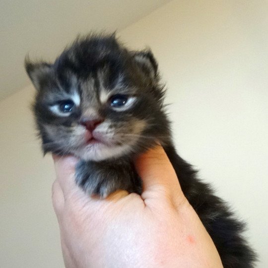 Rokky Tigre Argente Chat Maine Coon A Vendre Chat Et Chaton Com Rokky Tigre Argente Chat Maine Coon A Vendre Chat Et Chaton Com