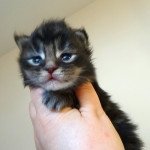 Rokky Mâle Maine coon Rokky Mâle Maine coon