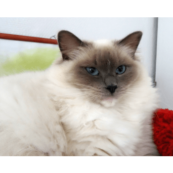 Chatterie Du Tigre Argente Elevage De Chat Maine Coon Ragdoll