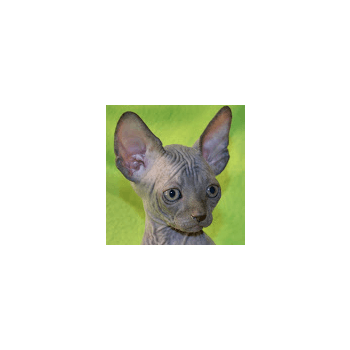 Sphynx D Elixir Elevage De Chat Sphynx Chat Et Chaton Com