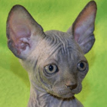 Sphynx d'Elixir